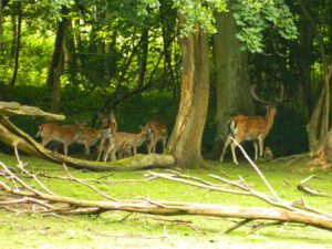 Erlebnis Yoga Camp für Kinder . Weidenhof Dossow